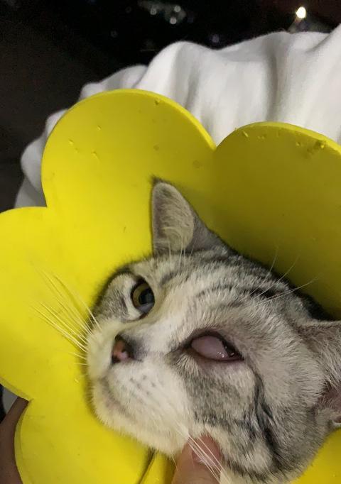 猫咪打完疫苗眼睛肿了是怎么回事？需要立即就医吗？