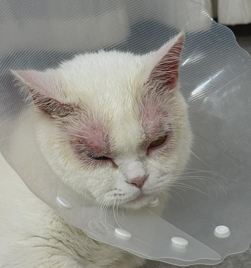 猫咪打完疫苗眼睛肿了是怎么回事？需要立即就医吗？