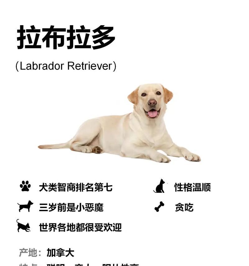 拉布拉多除了狗粮还能吃什么？拉布拉多的其他食物选择有哪些？