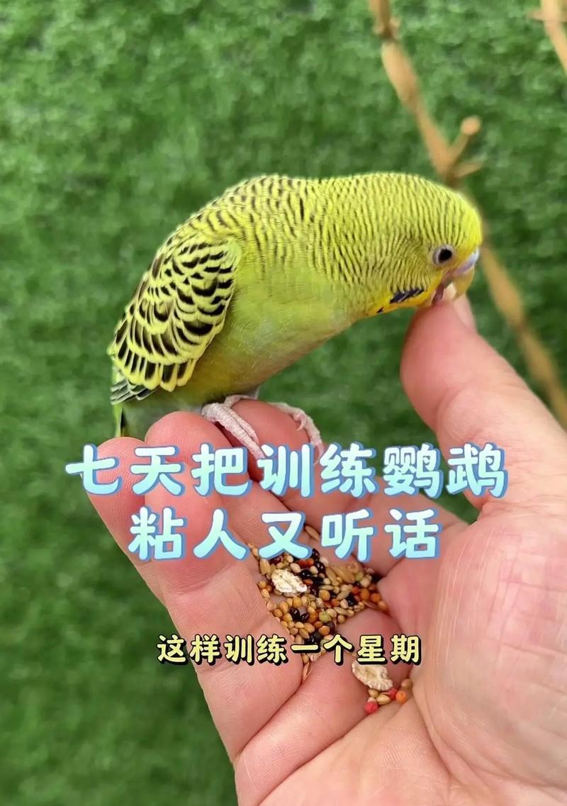 小绯胸鹦鹉如何训练？有哪些训练技巧？