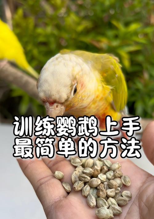 小绯胸鹦鹉如何训练？有哪些训练技巧？