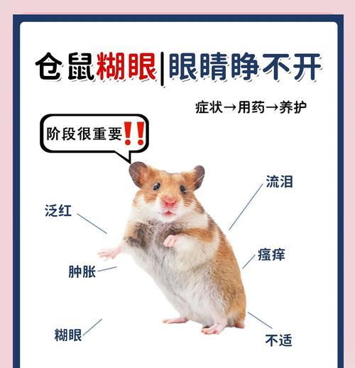 仓鼠眼睛凸出的原因是什么？如何处理？