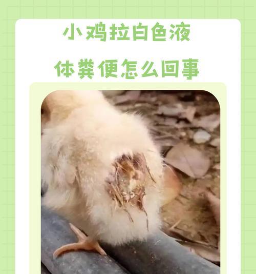 小鸡精神不佳是什么原因？如何改善小鸡的精神状态？