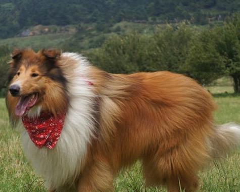 夏季苏格兰牧羊犬食欲不振怎么办？如何调整饮食？