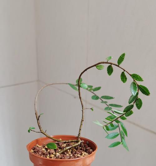 垂榆树如何种植？有哪些技巧？