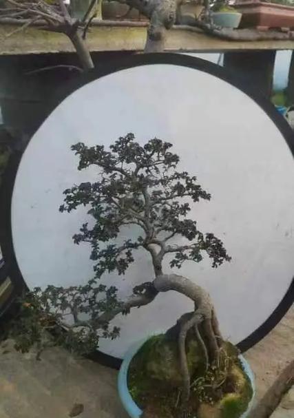 垂榆树如何种植？有哪些技巧？