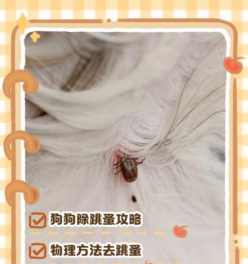 如何有效预防狗狗身上出现跳蚤？