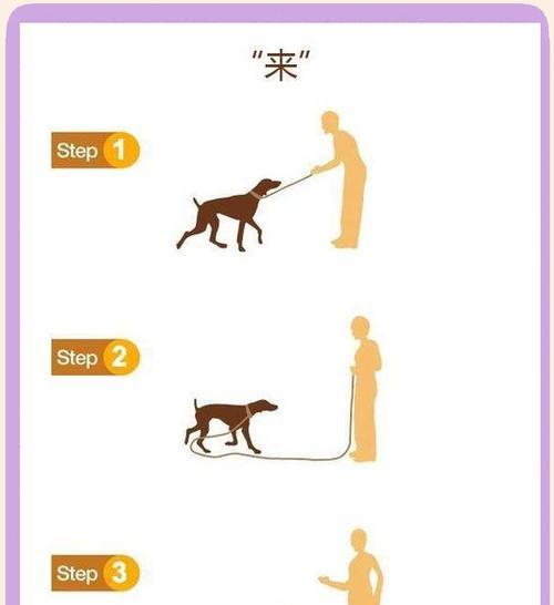 猎犬训练技巧有哪些？如何提高训练效率？