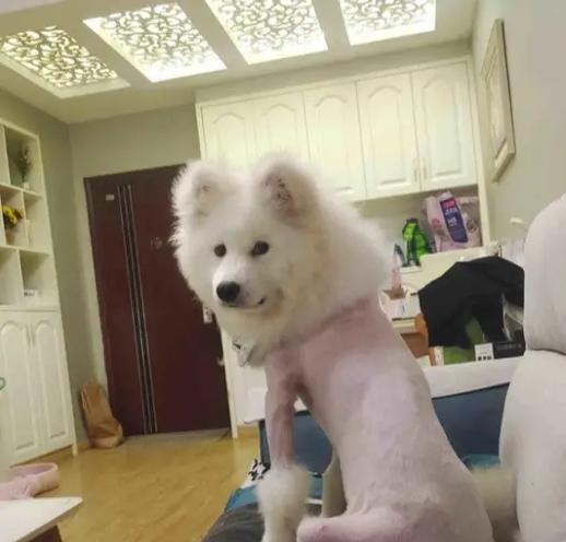 萨摩耶剪毛后多久能长出新毛？如何促进毛发生长？