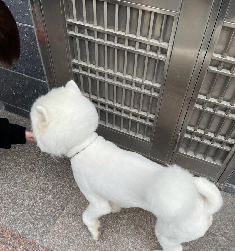 萨摩耶剪毛后多久能长出新毛？如何促进毛发生长？