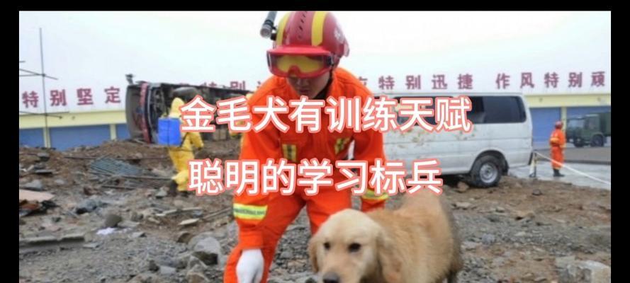 金毛犬猎犬训练方法是什么？训练难度如何？