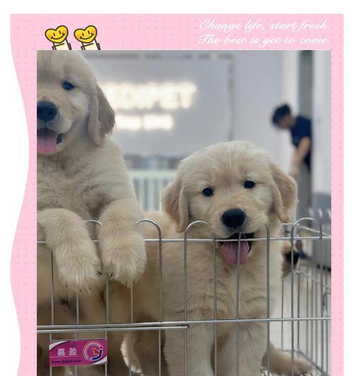金毛犬猎犬训练方法是什么？训练难度如何？