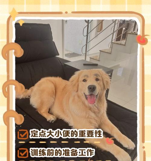 金毛犬猎犬训练方法是什么？训练难度如何？