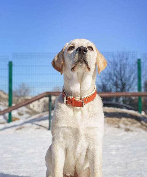 哪里可以找到正宗拉布拉多犬的图片？拉布拉多犬的标准特征是什么？