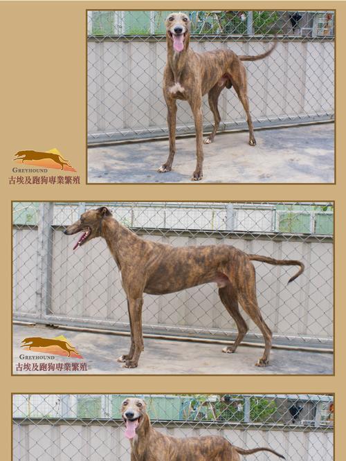 灵堤犬拉浠的常见原因是什么？如何进行有效的治疗？