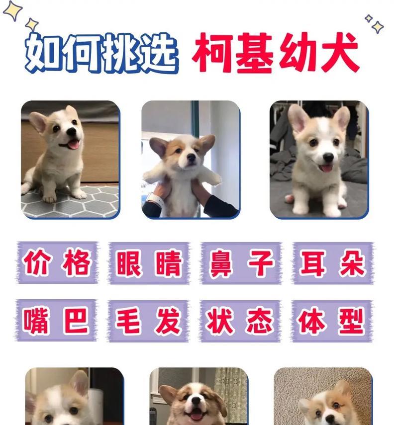 纯种柯基如何辨别？有哪些显著特征？