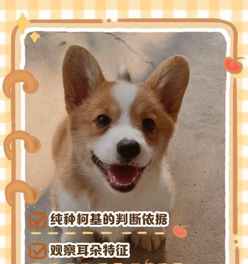 纯种柯基如何辨别？有哪些显著特征？
