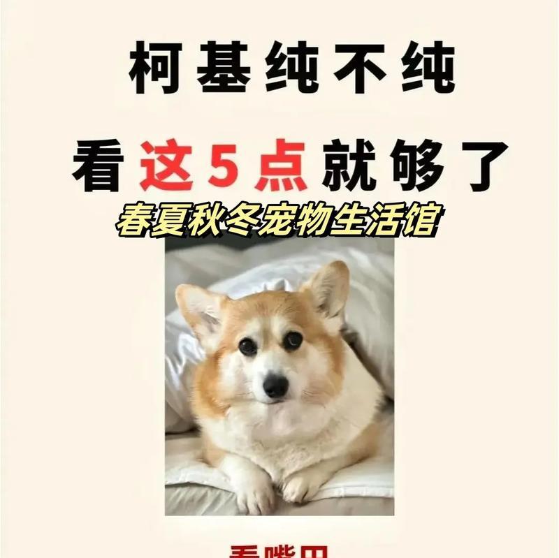纯种柯基如何辨别？有哪些显著特征？
