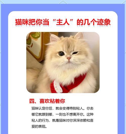 猫咪会认主吗？它们是如何表达对主人的依赖的？