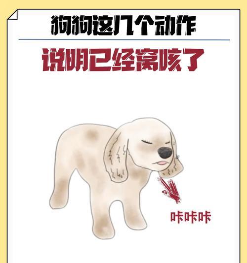 狗狗干咳干呕咔的预防措施是什么？如何避免？