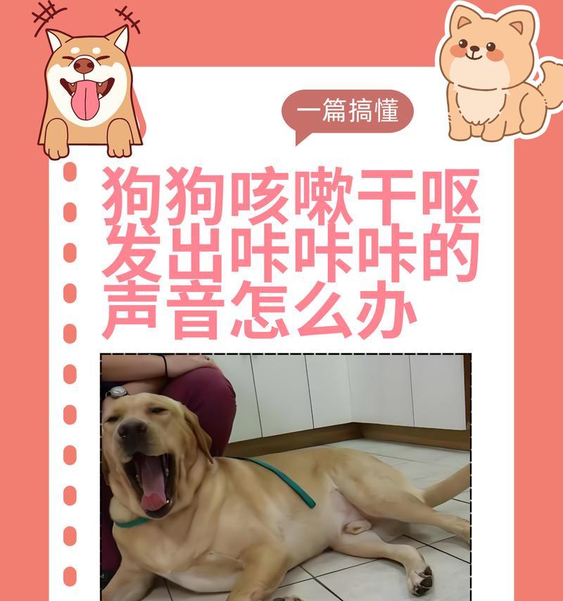 狗狗干咳干呕咔的预防措施是什么？如何避免？