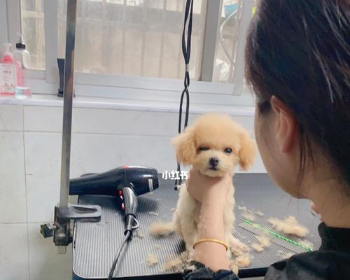 狗狗胎毛应该几个月剪？如何正确修剪？