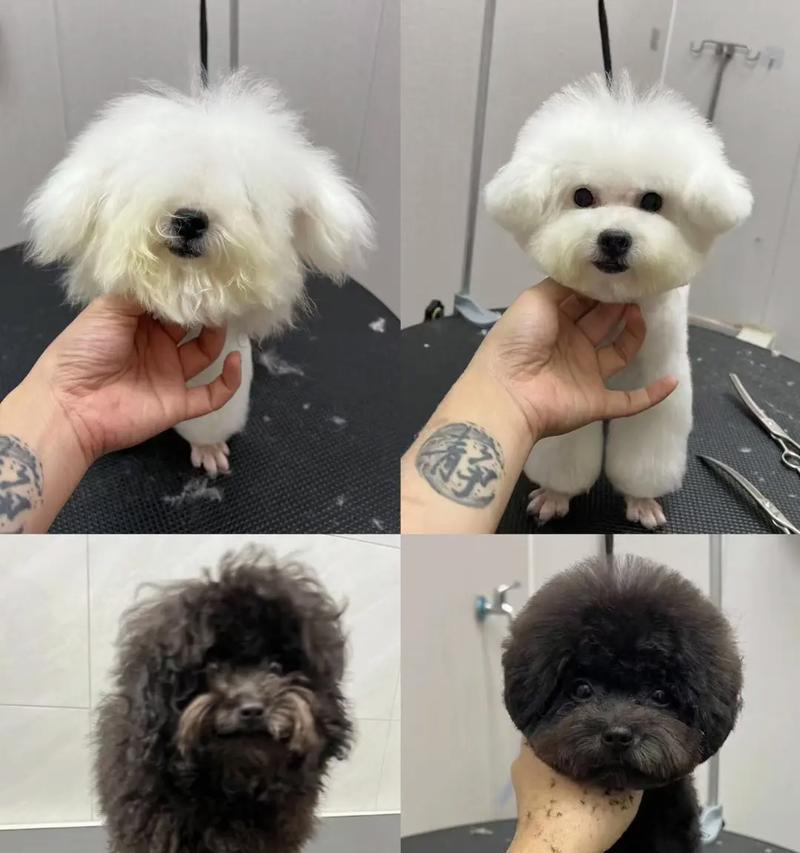 狗狗胎毛应该几个月剪？如何正确修剪？