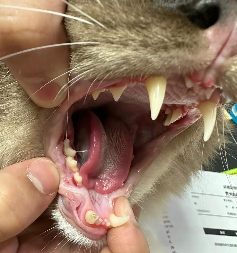 猫咪刷牙牙龈出血怎么办？原因是什么？