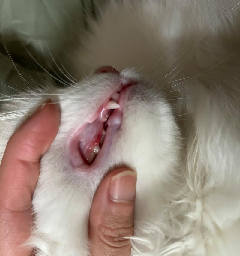 猫咪刷牙牙龈出血怎么办？原因是什么？