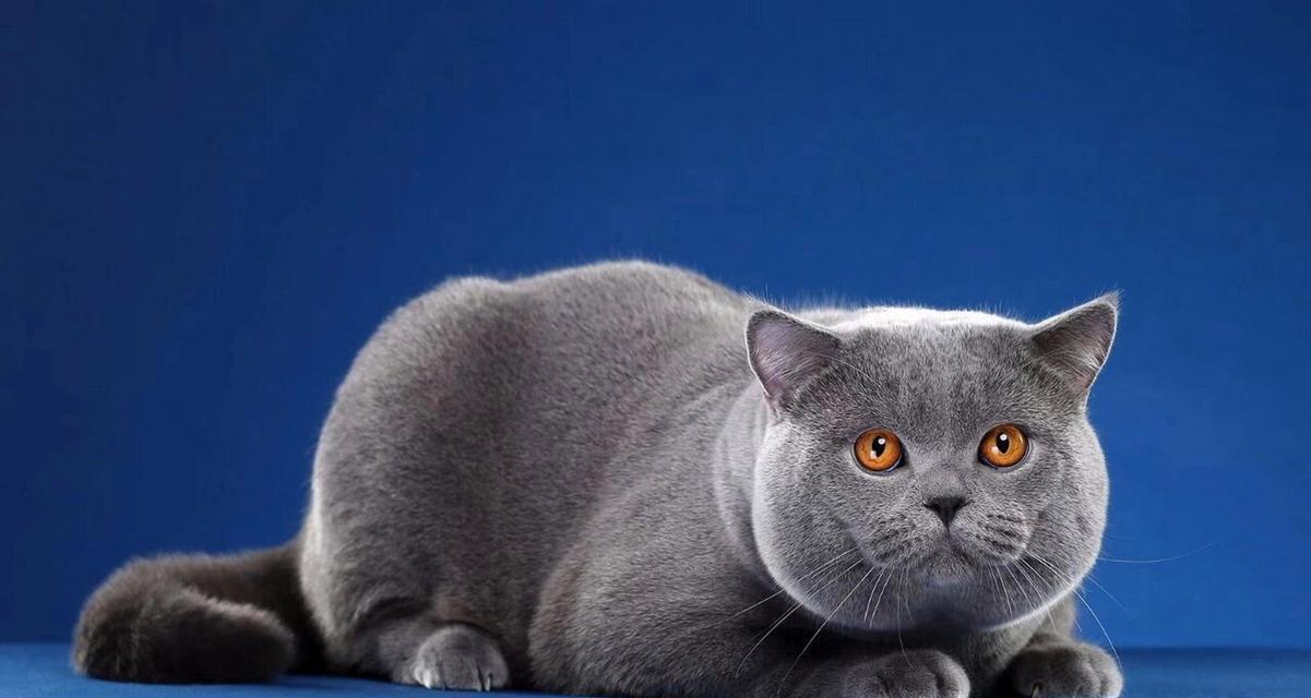 蓝猫和英短哪个更贵？价格差异的原因是什么？