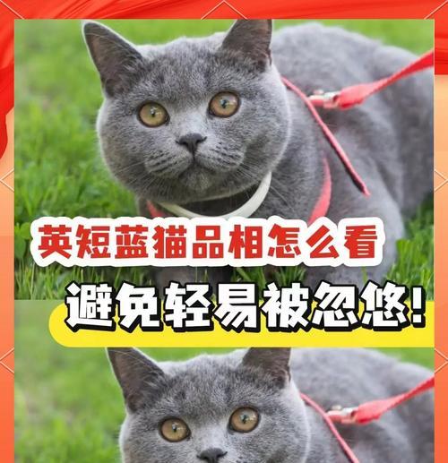 蓝猫和英短哪个更贵？价格差异的原因是什么？