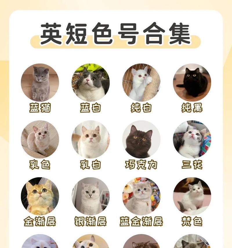 蓝猫和英短哪个更贵？价格差异的原因是什么？