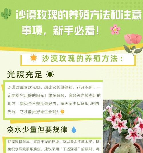 沙漠玫瑰养殖有哪些技巧？需要注意什么？