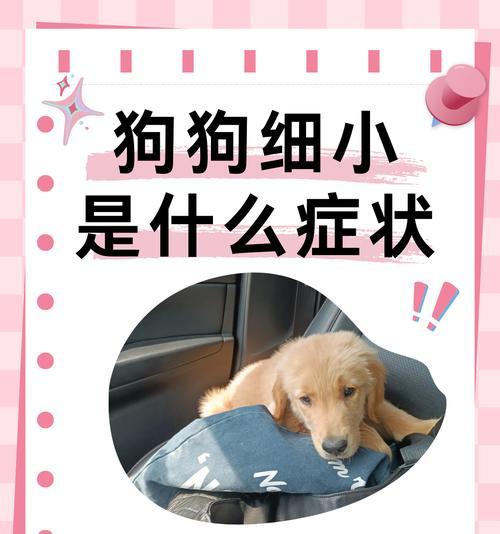 狗狗得了细小有哪些症状？如何及时发现和处理？