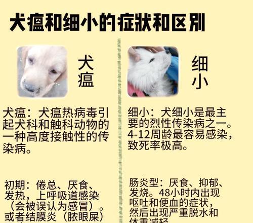 狗狗得了细小有哪些症状？如何及时发现和处理？