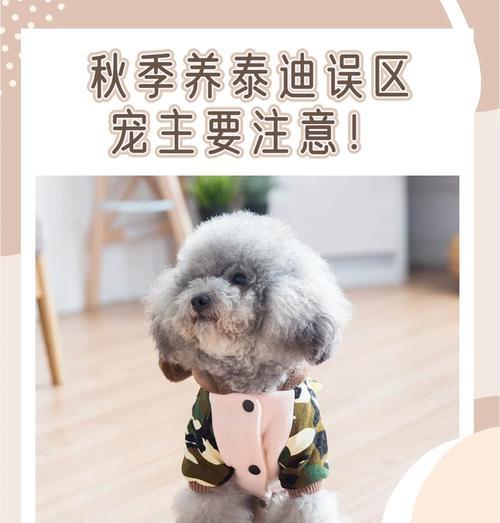 泰迪犬的正确饲养方法是什么？需要注意哪些事项？