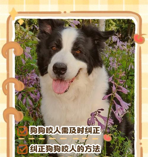 小狗总是咬人手怎么办？如何纠正小狗的咬人行为？