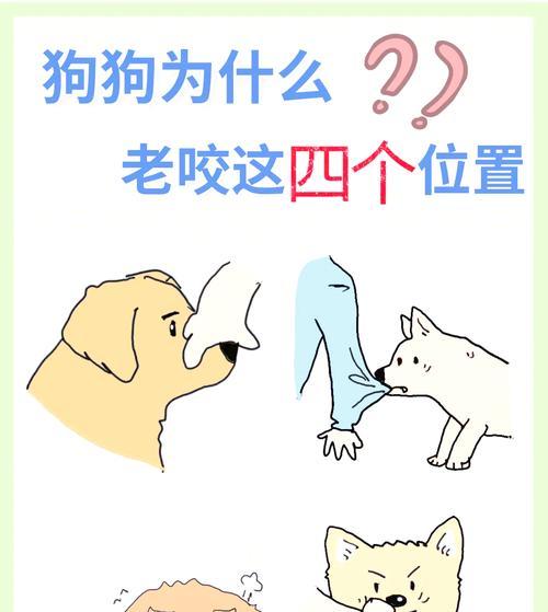小狗总是咬人手怎么办？如何纠正小狗的咬人行为？