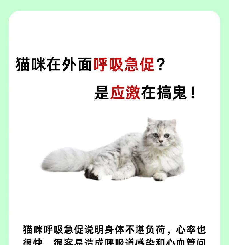 夏天猫咪呼吸急促是正常现象吗？原因是什么？