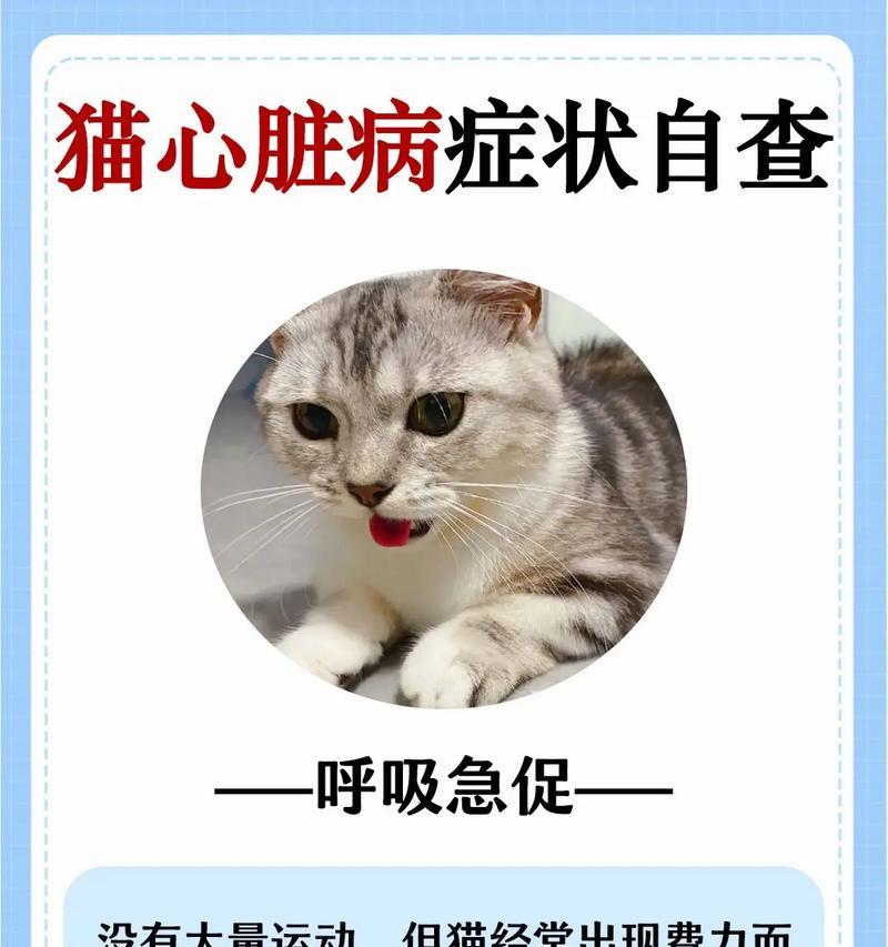 夏天猫咪呼吸急促是正常现象吗？原因是什么？