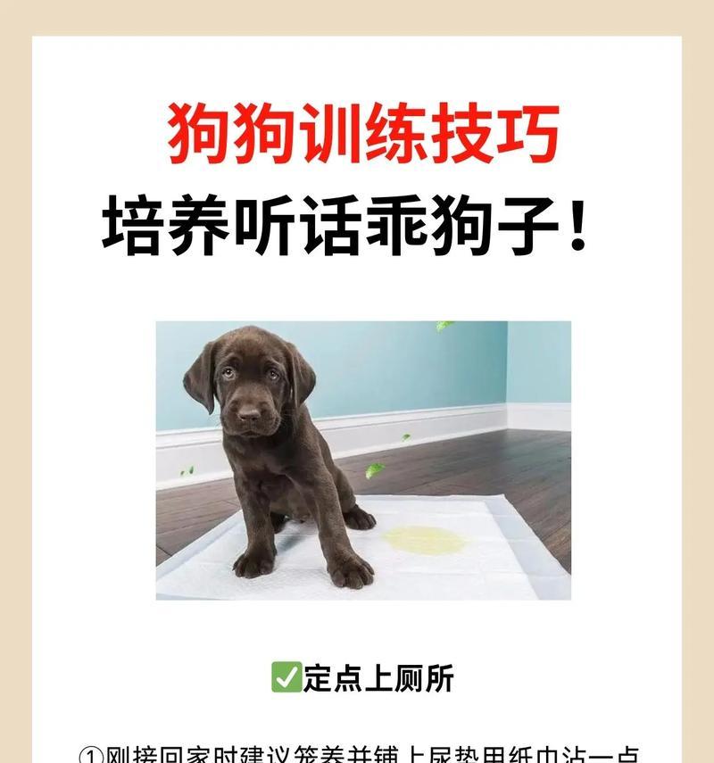 猎犬训练中如何增强狗狗的服从性？
