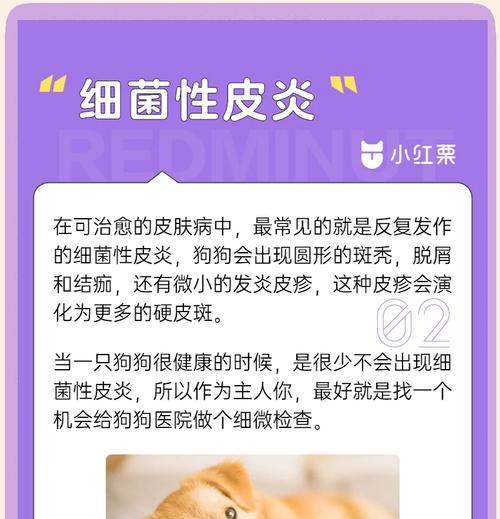 狗狗一直抓痒是什么原因？如何缓解狗狗的皮肤瘙痒？