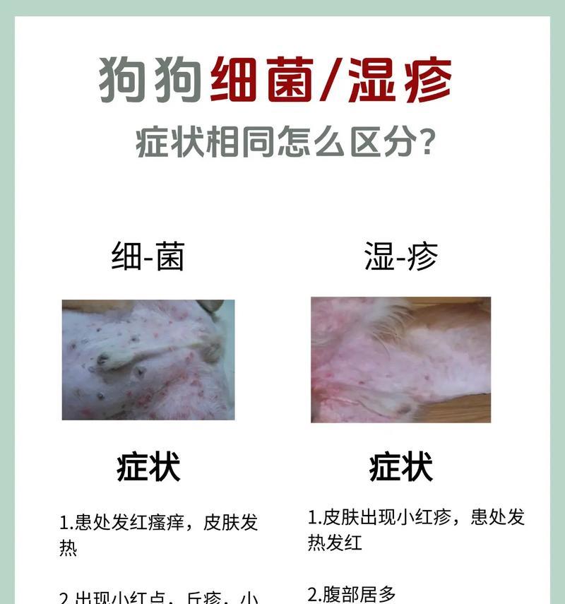 狗狗一直抓痒是什么原因？如何缓解狗狗的皮肤瘙痒？