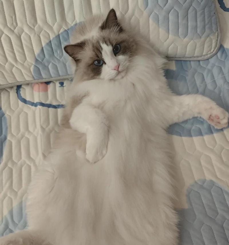 卡尔特猫呕吐频繁是何原因？如何有效处理？