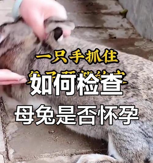新手如何判断兔子是否怀孕？有哪些迹象？