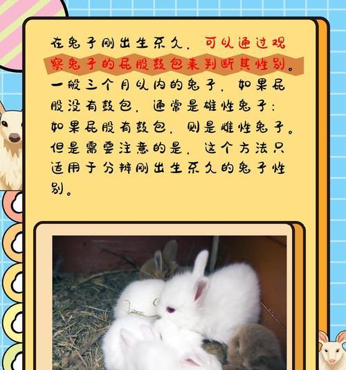 新手如何判断兔子是否怀孕？有哪些迹象？