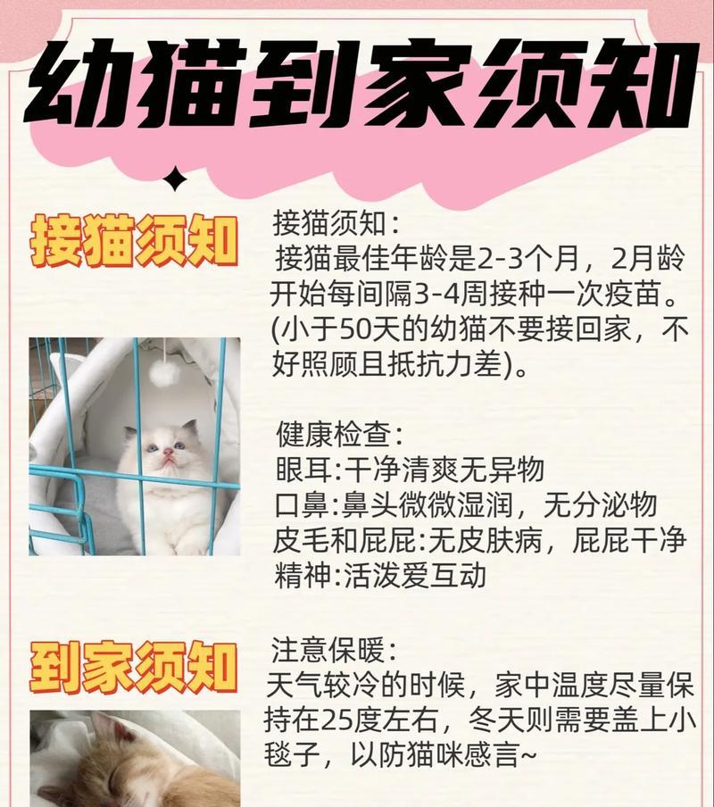 养猫需要办理哪些证件？流程是怎样的？