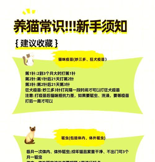养猫需要办理哪些证件？流程是怎样的？