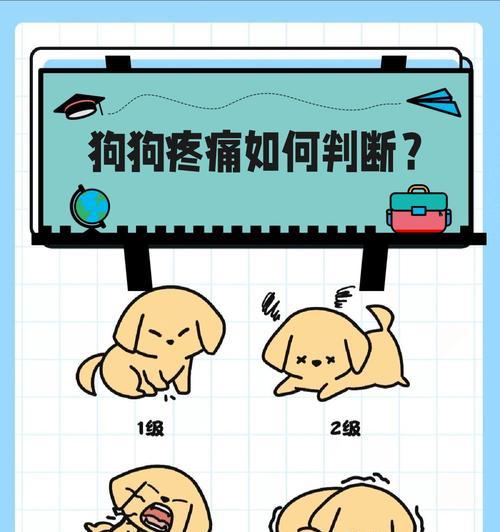 狗狗肚子疼有哪些表现？如何判断和处理？