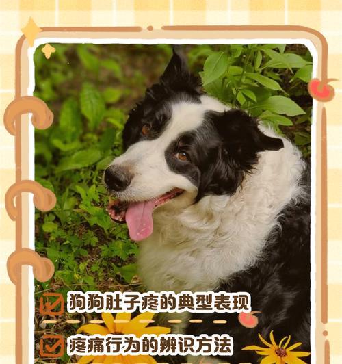 狗狗肚子疼有哪些表现？如何判断和处理？